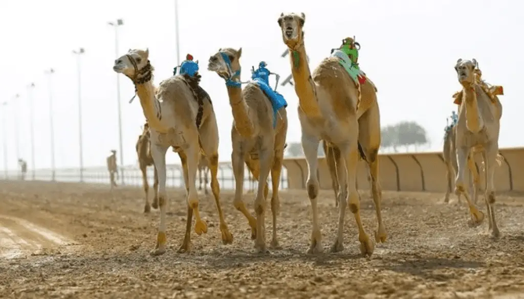 Camel Museum | Free Things To Do In Dubai