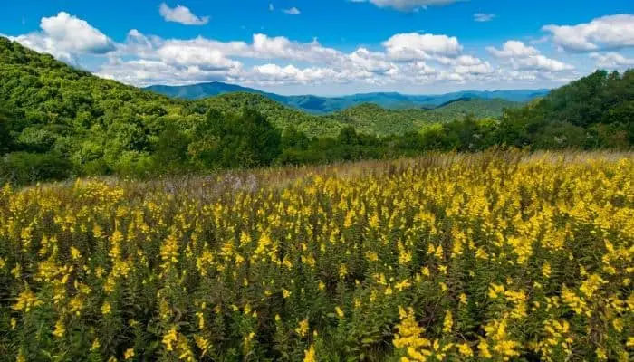 Great Smoky Mountains National Park | Best U.S. National Parks to Visit During Wildflower Season