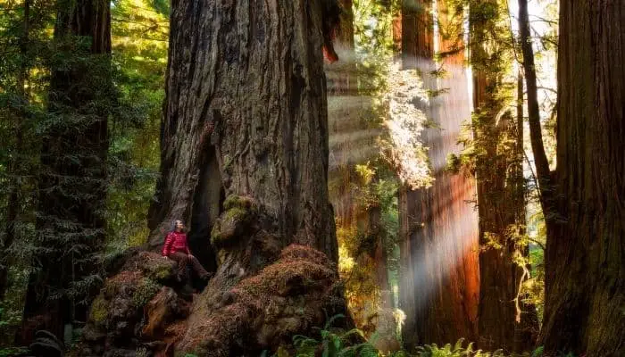 Redwood National and State Parks | best national parks book | best national parks in may | 9 national parks in California | waterfalls pinnacles national park | sequoia state park California | best parks in southern California | Beautiful national parks in California | Best national parks in California