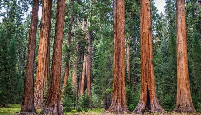Sequoia and Kings Canyon National Parks | best national parks book | best national parks in may | 9 national parks in California | waterfalls pinnacles national park | sequoia state park California | best parks in southern California | Beautiful national parks in California | Best national parks in California