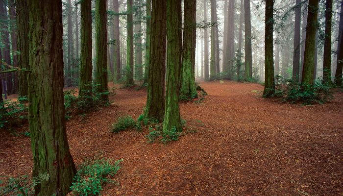 Reinhardt Redwood Regional Park | Best Hikes In San Francisco